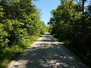 trail or path with green trees and plants