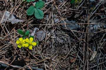 Yellow flowers with five petals