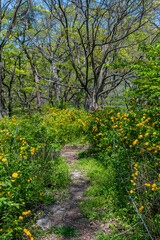 Path through field of yellow flowers