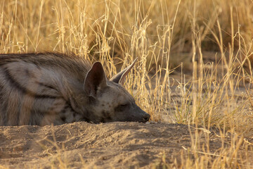 Striped Hyena (Hyaena hyaena) from grasslands of blackbuck national park, valavadar, gujarat, india