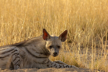 Striped Hyena (Hyaena hyaena)  from grasslands of blackbuck national park, valavadar, gujarat, india
