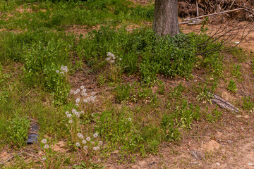 Dandelions growing in grassy knoll