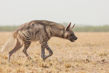 Striped Hyena (Hyaena hyaena) from grasslands of blackbuck national park, valavadar, gujarat, india