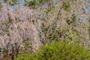 Cherry blossom trees on a sunny day