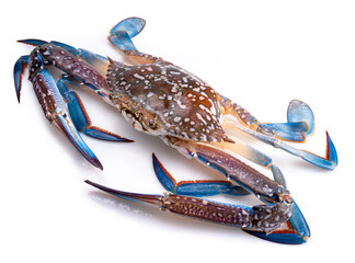 Fresh Blue Crab isolated on white background.