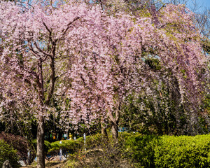 Cherry blossom tree in full bloom