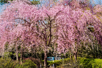 Small cherry blossom tree in full bloom surrounded by green hedge bushes on a bright sunny day.