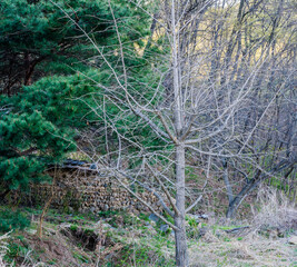 Closeup of barren tree in woodland area