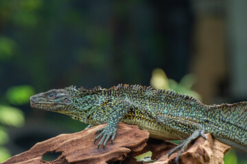 HydrosaurusAmboinensis