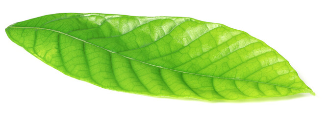 fresh cacao leaf isolated on white background