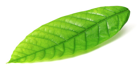 fresh cacao leaf isolated on white background