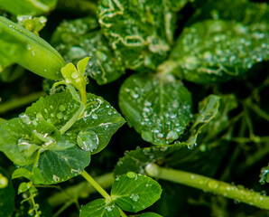 Fototapeta na wymiar Closeup of water drops on leaves