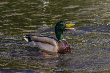 Obraz premium bright drake flaunts before mallard in mating season