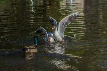 lake gulls grab pieces of bread from the water