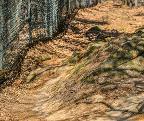 Large boulder on hiking trail in forest