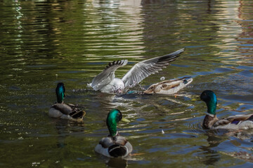 Obraz premium lake gulls grab pieces of bread from the water