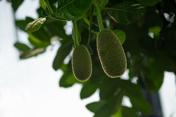 Indonesian Jack fruit tree with a newborn fruit and  healthy green leaf
