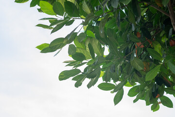 Obraz premium Indonesian Jack fruit tree with a healthy green leaf