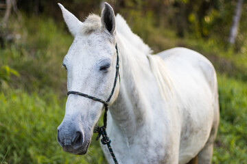 Fototapeta na wymiar cavalo branco pastando em mata aberta