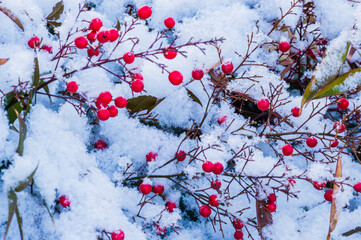 Red berries on branches covered with snow.
