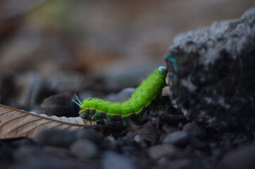 Gusanito Bokeh
