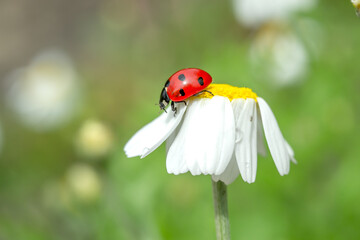 ladybug on a camomile