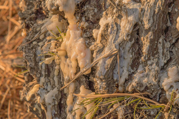 Frozen sap on side of tree