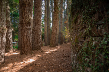 Bosque 