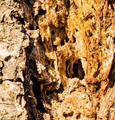 Woodpecker hole in side of tree