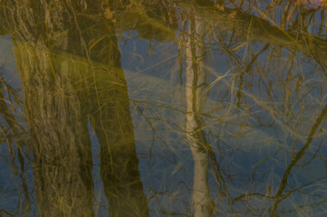 Fallen trees laying below the surface of lake.