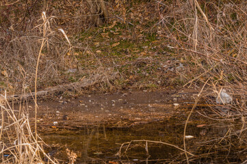 Washed up pollution at shore of stagnate pond.
