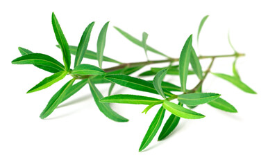 fresh Mexican Tarragon twigs isolated on white background