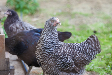 Chickens walk in the pen. Beautiful gray, beige and black hens behind the net.