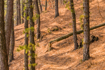 Fallen tree in the forest