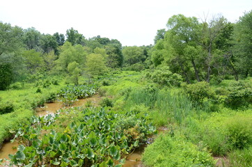 Fototapeta na wymiar green plants in muddy water in swamp or wetland