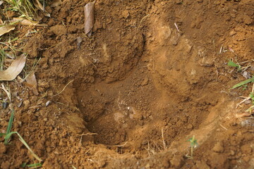 soil in the ground