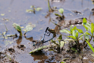 シオカラトンボ © fuka82