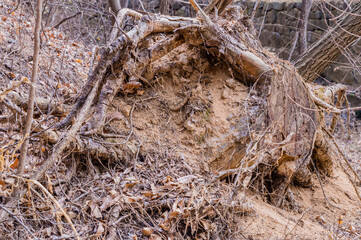 Root end of fallen tree