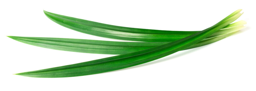 fresh pandan leaves isolated on white background