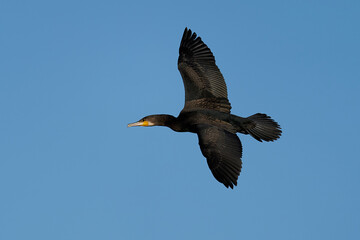 Great cormorant (Phalacrocorax carbo) in its natural enviroment