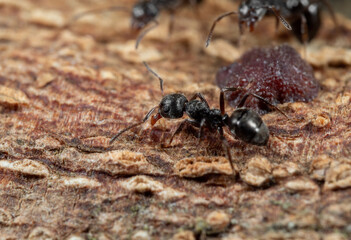 Macro Photo of Black Garden Ant with Scale Insect on Tree Bark