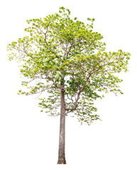 Obraz premium The tree is completely separated from the white ba background Scientific name Hymenodictyon orixense (Roxb.) Mabb.