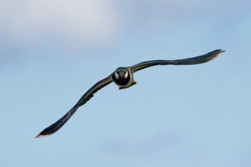 Northern lapwing (Vanellus vanellus) in its natural enviroment