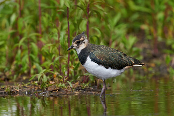 Northern lapwing (Vanellus vanellus) in its natural enviroment