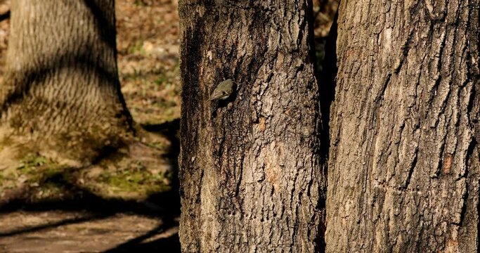 Golden and Ruby crowned Kinglets. In the spring, woodpeckers make holes in a tree from which sweet sap flows.
Other birds also fly to these places, drinking this sweet sap.