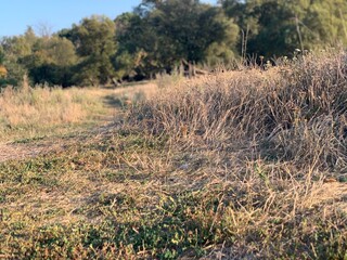 grass in the field