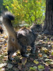 cat in autumn park