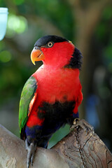 nuri bird, parrot parrot or eclectus roratus  from maluku indonesia