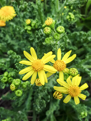 Three yellow flowers in a field, summer weather