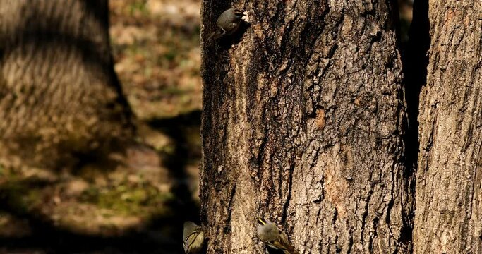 Golden and Ruby crowned Kinglets. In the spring, woodpeckers make holes in a tree from which sweet sap flows.
Other birds also fly to these places, drinking this sweet sap.